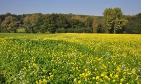 Ardennerne