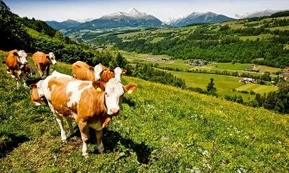 Steiermark
