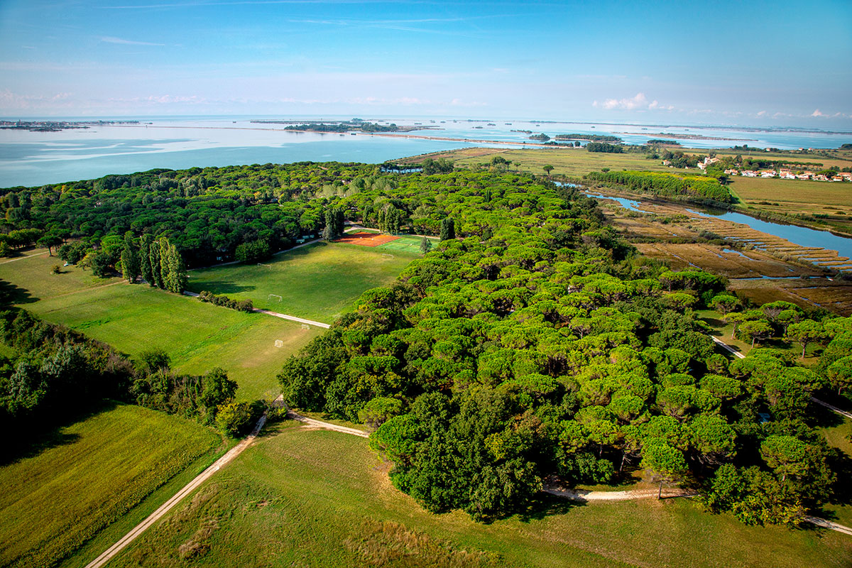 Forest with dense green trees, bordered by a grass field and trails, stretching towards a coastal water body at Belvedere Pineta