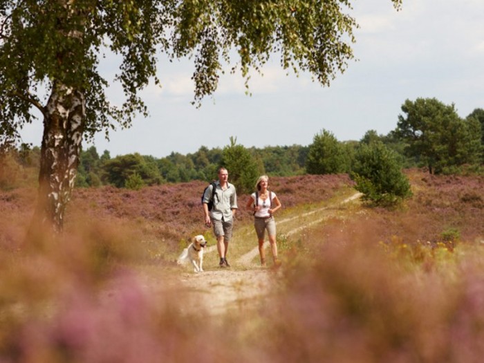 At Sonnenberg, two individuals trekking with a canine along a dirt trail encircled by violet heather and verdant trees.
