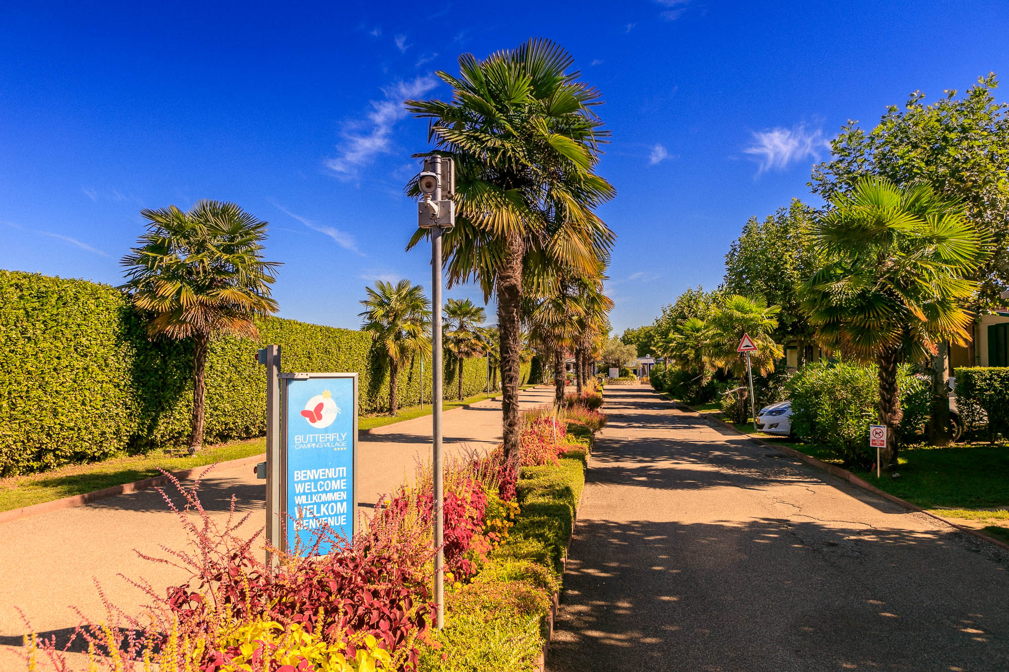 At Butterfly, towering palm trees border a walkway adjacent to a lush hedge on a bright day.