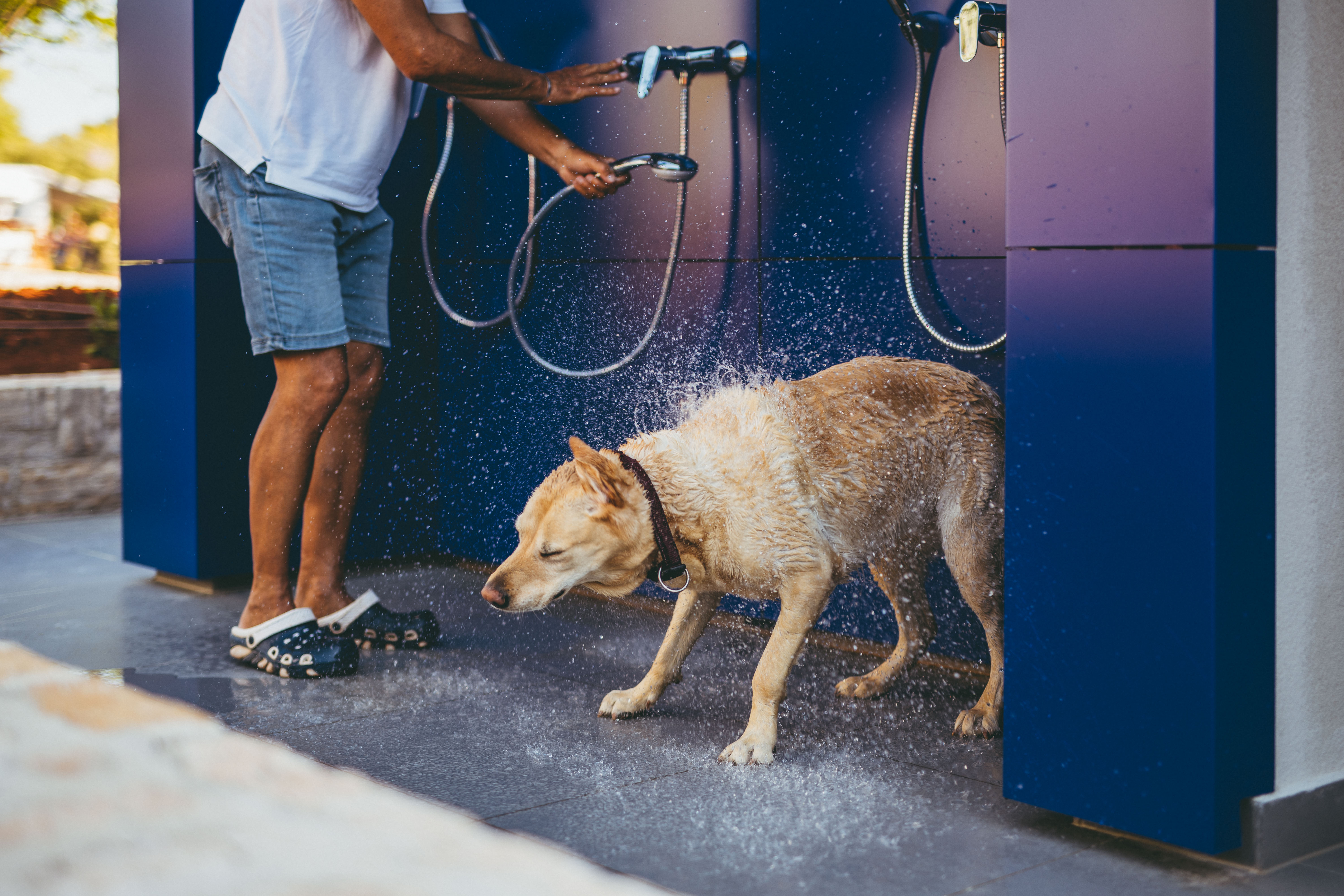 At Amarin, a dog shakes off water while a person rinses it with a shower hose, standing on a damp patio.