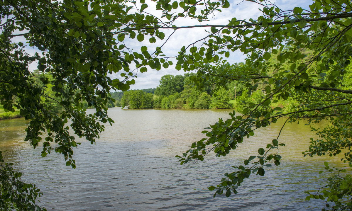At Coucou, limbs of a leafy tree outline a tranquil river meandering through thick forest in bright daylight.