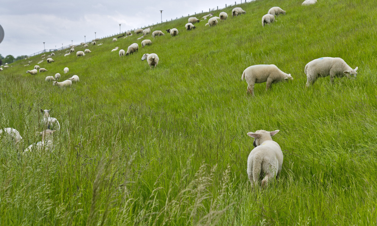 At KNAUS Campingpark Eckwarderhörne, sheep are feeding on a lush, grassy slope beneath a cloudy sky.