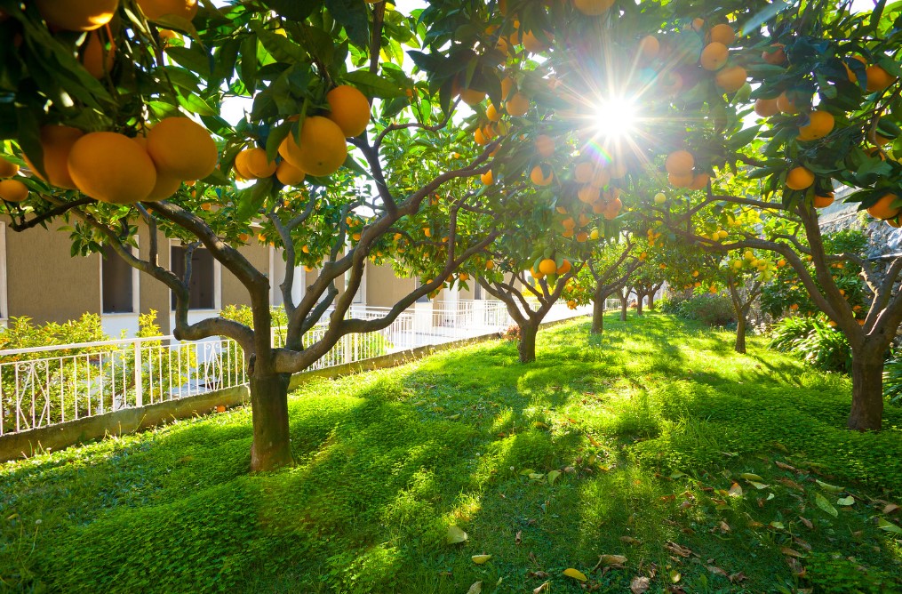 Orange trees bearing fruit under sunlight in a grassy orchard near a building at Sant' Anna Residence