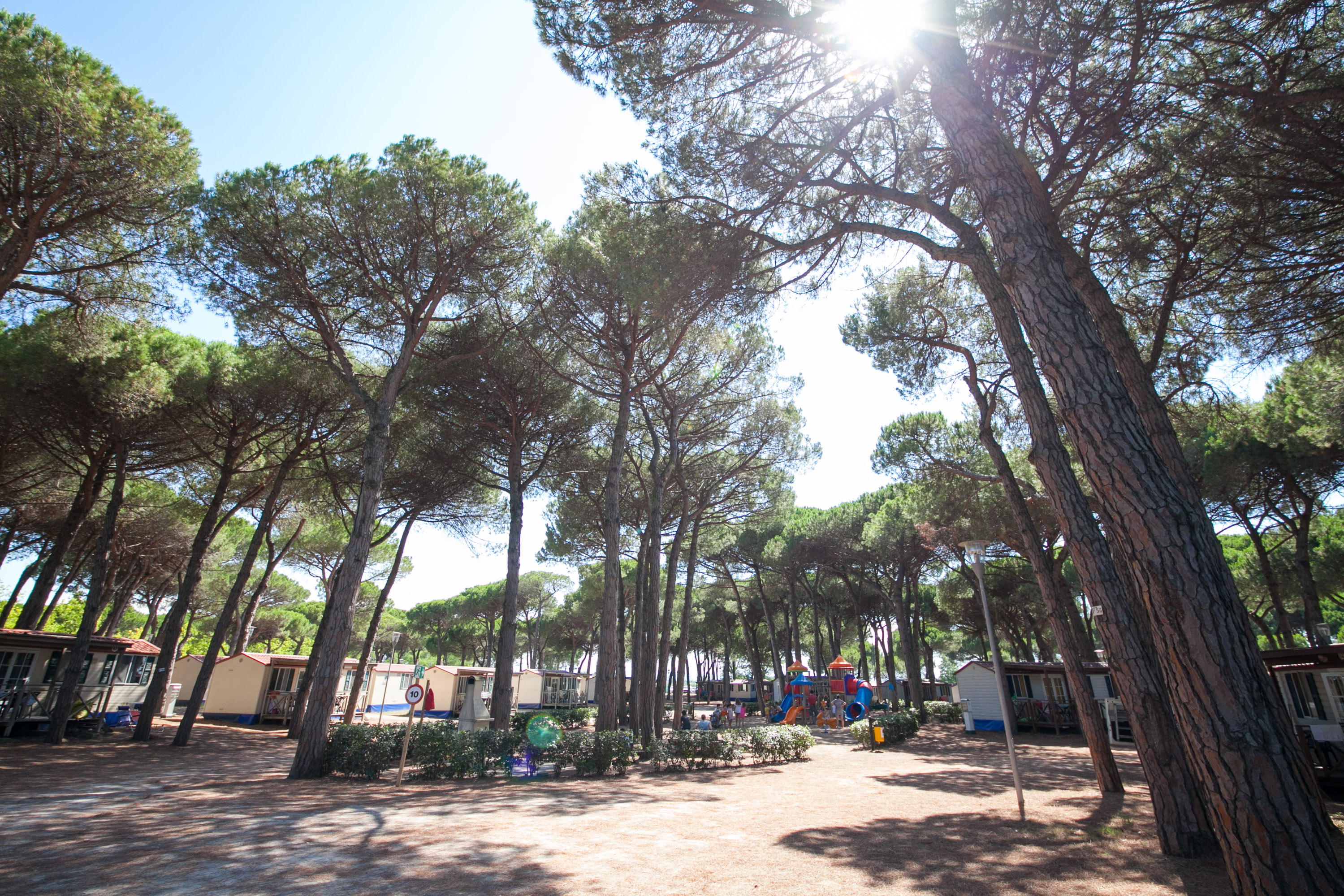 Pine trees towering above cabins and a playground, outdoors under sunlight at Pineta Sul Mare Camping Village