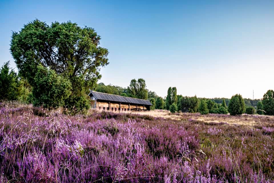 At Sonnenberg, a timber lodge is nestled among violet heather blossoms, encircled by trees beneath a clear sky.