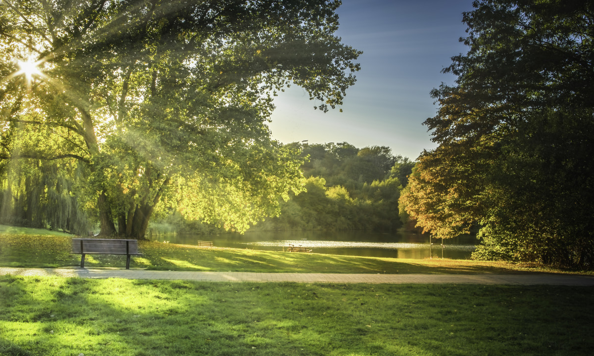 At Urban Gardens Gent, a seat positioned beneath sun-drenched trees next to a tranquil pond in a peaceful, grassy park.