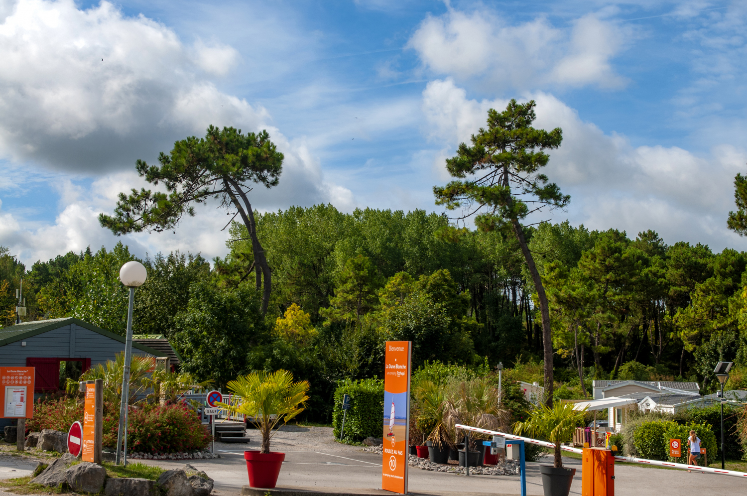 At La Dune Blanche, numerous towering pine trees, vibrant green vegetation, and bright signposts welcome visitors at the entrance of a nature-rich campsite.