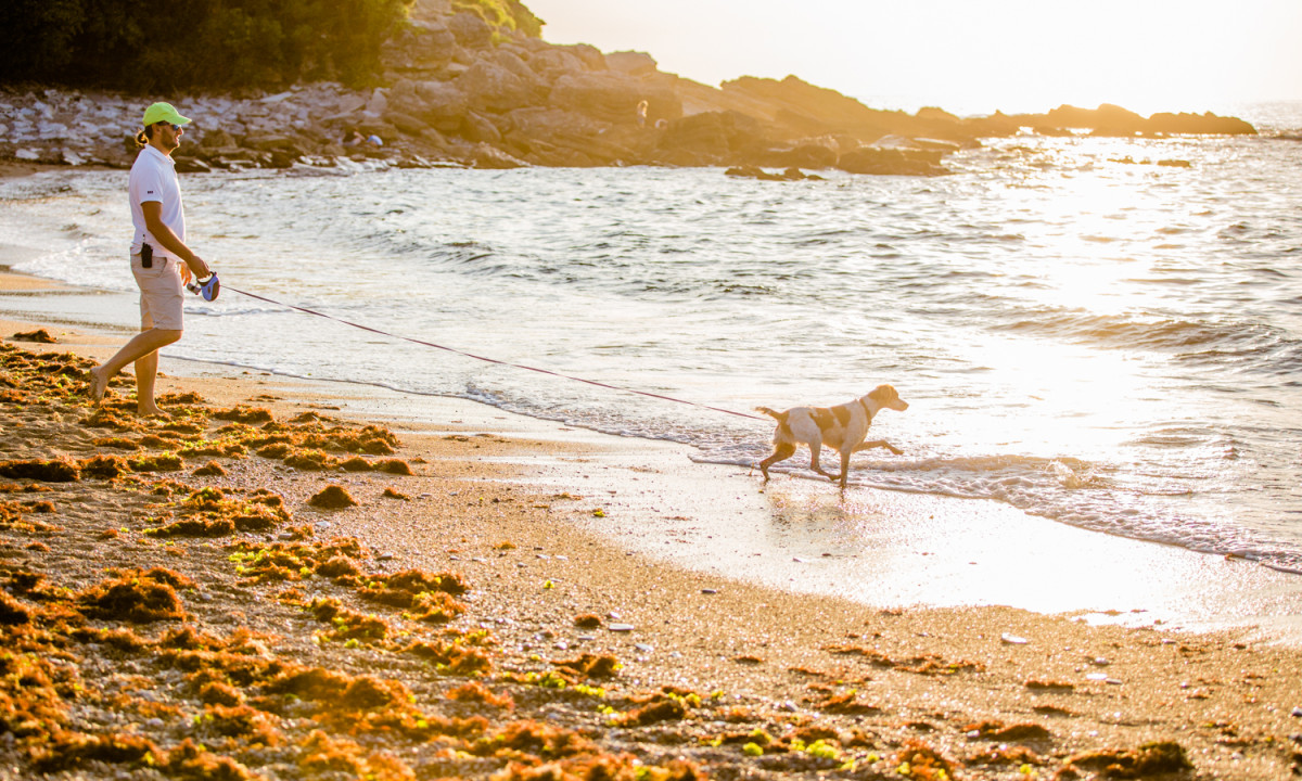 A person walks a dog along a seaweed-covered beach at sunset, beside gently lapping waves and rocky cliffs at Atlantica