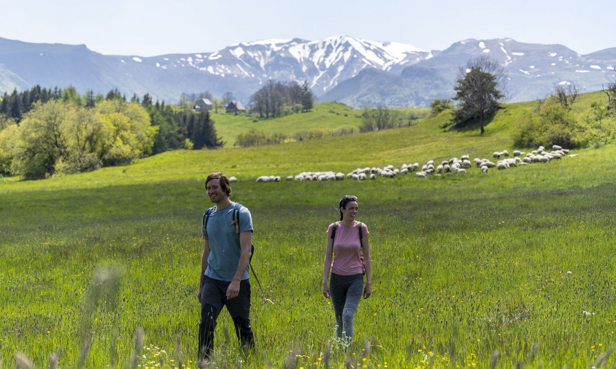Two hikers walking in a lush green meadow with distant sheep and snow-capped mountains at La Ribeyre