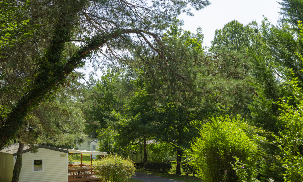 At Coucou, a caravan rests in a vibrant, green woodland surrounded by adjacent trees and shrubs beneath a clear sky.