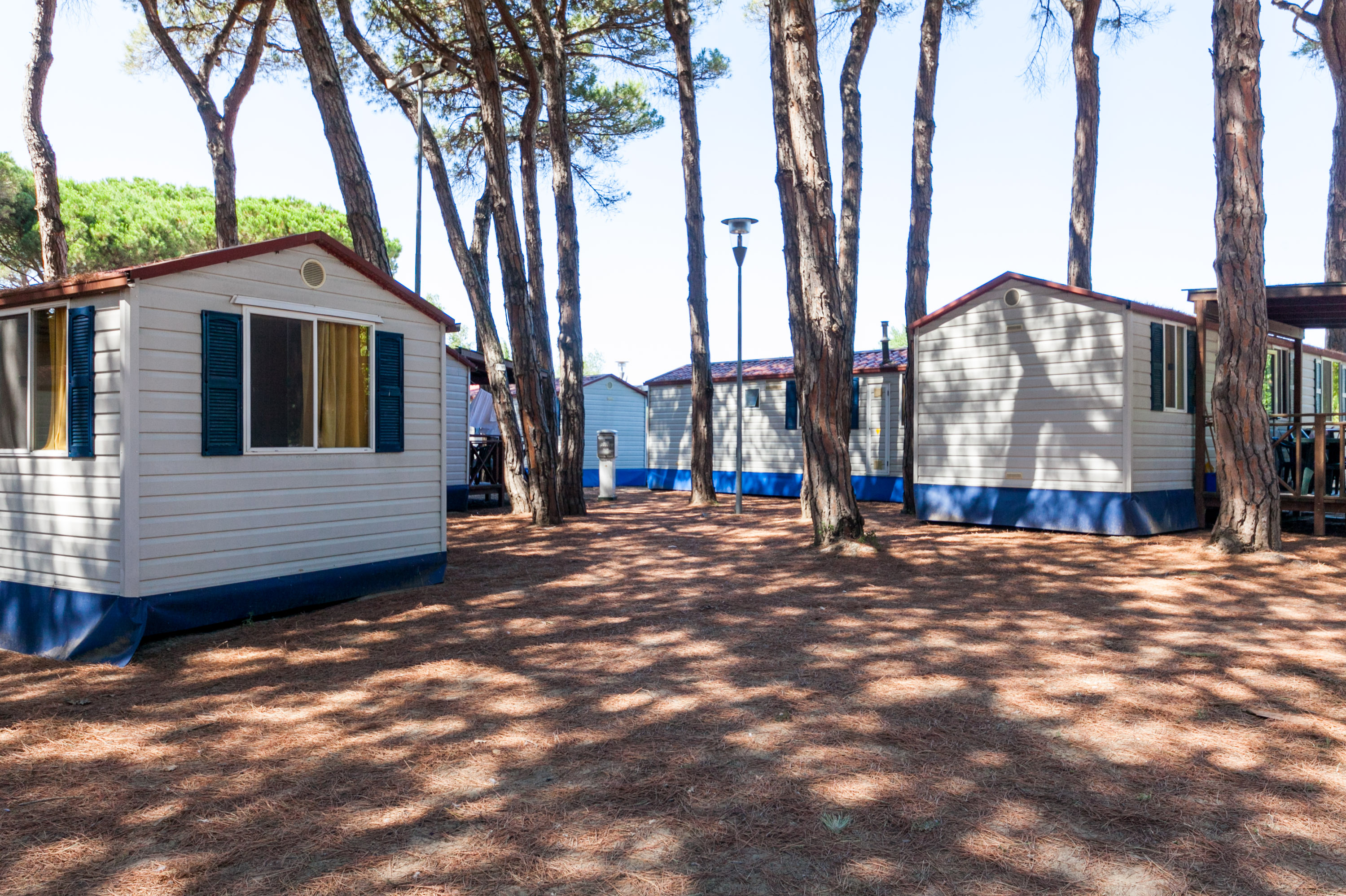 Wooden cabins stand among tall pine trees, casting dappled shadows on the beige, needle-covered ground at Pineta Sul Mare Camping Village